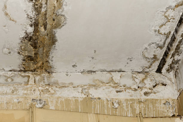 Best Emergency Mold Remediation  in Lamar, MO