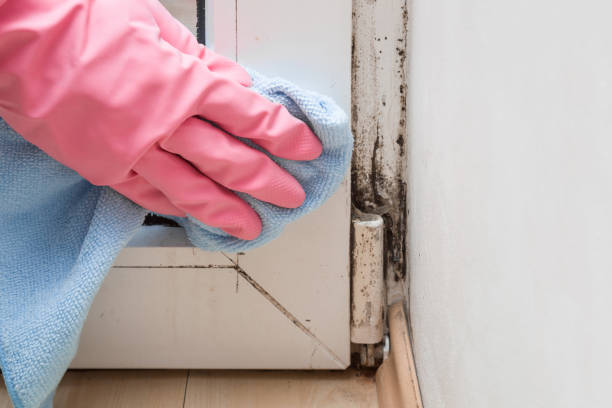 Trusted Lamar, MO Mold Remediation Experts